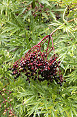 Cut leaf elderberry (Sambucus nigra 'Laciniata') fruits and foliage