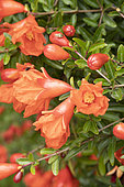 Dwarf pomegranate (Punica granatum 'Nana') flowers