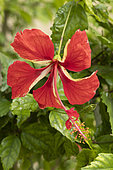 Chinese hibiscus (Hibiscus rosa-sinensis) 'El Capitolo'