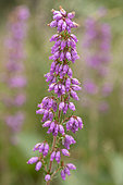 Bell heather (Erica cinerea) flowers