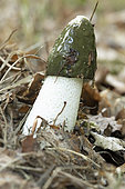 Common stinkhorn (Phallus impudicus)