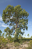 Camden woolybutt (Eucalyptus macarthurii), Esterel national forest, Var, France