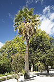 California fan palm (Washingtonia filifera)