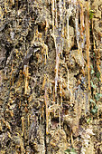Resin flow on a maritime pine trunk (Pinus pinaster)