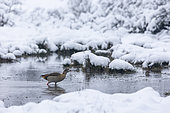 Egyptian Goose (Alopochen aegyptiaca) walking in water in winter, Alsace, France