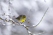 European Serin (Serinus serinus) on a branch, Alsace, France
