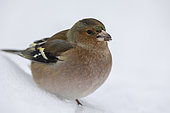 Portrait of Chaffinch (Fringilla coelebs) eating in the snow, Alsace, France
