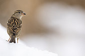 House sparrow (Passer domesticus) eating on snow, Alsace, France