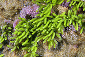 Green Algae. Caulerpa webbiana. Tenerife, Canary Islands.