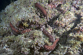 Sea cucumber (Holothuria sanctori). Marine invertebrates of the Canary Islands, Tenerife.