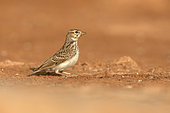 Lesser Short-toed lark (Alauda rufescens), Belchite, Spain, July 2020