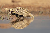 Black-bellied Sandgrouse (Pterocles orientalis), El Planeron, Aragona, Spain, July 2020