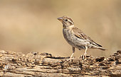 Rock Sparrow (Petronia petronia), El Planeron, Aragona, Spain, July 2020