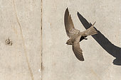 Pallid Swift (Apus pallidus), adult in flight seen from the above, Campania, Italy