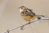 Zitting cisticola (Cisticola juncidis), side view of an adult perched on a stem, Campania, Italy