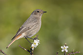 Black Redstart (Phoenicurus ochruros gibraltariensis), side view of an individual perched on a Blackthorn branch with flowers, Campania, Italy