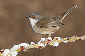 Sardinian Warbler (Sylvia melanocephala), side view of an adult female perched on a branch, Campania, Italy