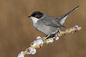Sardinian Warbler (Sylvia melanocephala), side view of an adult male perched on a branch, Campania, Italy