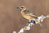 European Stonechat (Saxicola rubicola), side view of an adult female perched on a branch, Campania, Italy