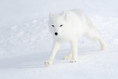 Renard polaire (Vulpes lagopus) à la recherche de nourriture, Norvège