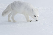 Arctic fox (Vulpes lagopus) sniffing an enticing scent, Norway