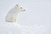 Renard polaire (Vulpes lagopus) observation à l'entré du terrier, Norvège