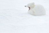 Renard polaire (Vulpes lagopus) baillant dans la neige, Norvège