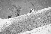 Alpine chamois (Rupicapra rupicapra) alone in the snow, Vosges, France