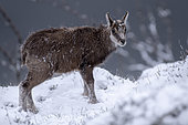 Alpine Chamois (Rupicapra rupicapra) young in the snow, Vosges, France