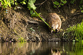 European Beaver (Castor fiber) bringing a branch of Knotweed to the hut to feed its young, Alsace, France