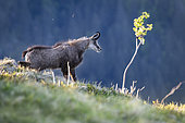 Alpine chamois (Rupicapra rupicapra) stretching after a nap, Vosges, France