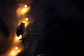 Eagle Owl (Bubo bubo) on a branch at night, Alsace, France