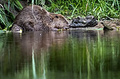 European beaver (Castor fiber) in full meal, Alsace, France