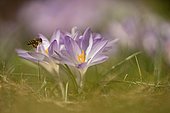 Bee (Apiformes) approaches Crocus (crocus) in a meadow, Bavaria, Germany, Europe