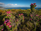 Pink everlasting, pink strawflower or Cape everlasting (Phaenocoma prolifera) with Walker Bay in the background, Fernkloof. Hermanus. Whale Coast. Overberg. Western Cape. South Africa.