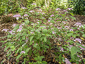 Mountain Hydrangea (Hydrangea serrata) ‘Oamacha’ in bloom