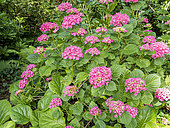 French hydrangea (Hydrangea macrophylla)