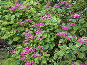 Hortensia à grandes feuilles (Hydrangea macrophylla) 'Twilight' en fleurs
