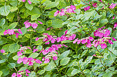 Hortensia à grandes feuilles (Hydrangea macrophylla) 'Twilight', fleurs