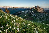 Meadow with white daffodils (Narcissus radiiflorus) on a hillside, background mountains, Canton Fribourg, Switzerland, Europe