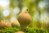 Pear-shaped puffball (Lycoperdon pyriforme), spider, Mecklenburg-Vorpommern, Germany, Europe
