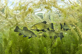 Tench (Tinca tinca) at spawning period amongst European Watermilfoil (Myriophyllum spicatum), Sion, Valais canton, southwestern Switzerland