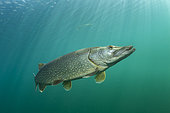 Northern pike (Esox lucius) large individual, Sion, Valais canton, southwestern Switzerland, Europe