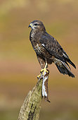 Buzzard (Buteo buteo) Buzzard with a weasel in his talon, England