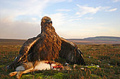 Golden eagle (Aquila Chrysaetos) mantling a brown hare, Scotland