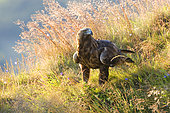 Golden Eagle (Aquila chrysaetos) standing amongst grasses and flowers, Scotland