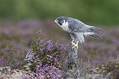 Peregrine falcon (Falco perigrinus) perched on a rock amongst heather, England