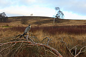 Peregrine falcon (Falco perigrinus) perched on a branch, England