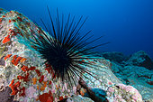 Long-spined sea urchin (Diadema africanum, antillarum) Marine invertebrates of the Canary Islands, Tenerife.