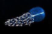 Siphonophore (Forskalia tholoides). Pelagic micro organism that is part of plankton. It lives dragged by the marine currents and it is common to observe it in spring. Marine invertebrates of the Canary Islands.